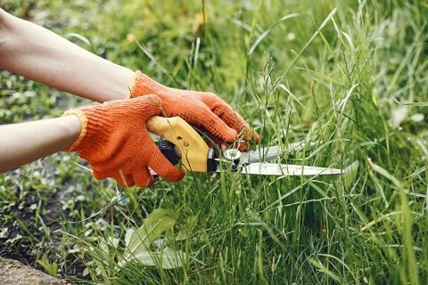 Weed-Free Lawn